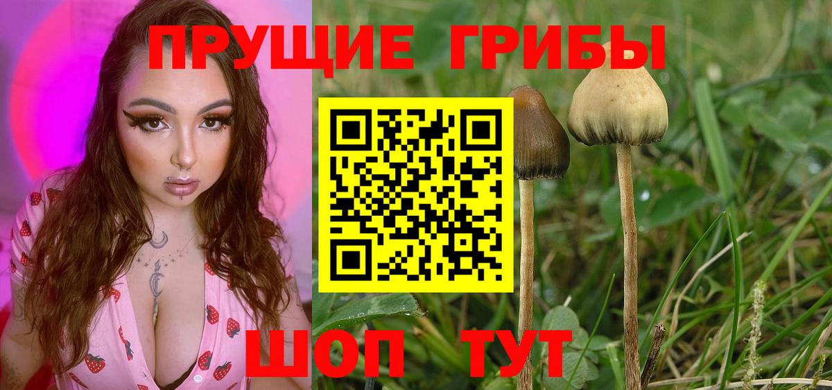 Галлюциногенные грибы Psilocybine cubensis  Верхняя Салда 